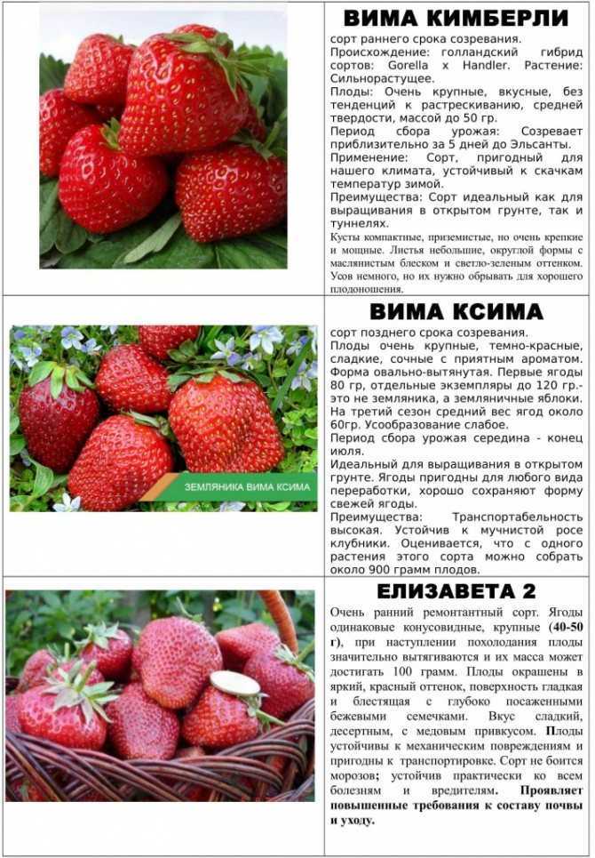 Ремонтантные сорта клубники с фотографиями и описанием