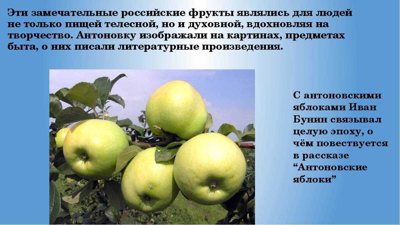«солнышко» - устойчивый к парше сорт яблони