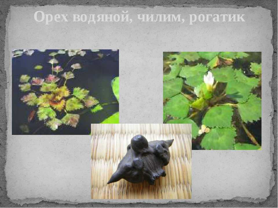 Рогульник, водяной орех, чилим... | личное пространство