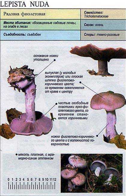 Фиолетовая рядовка: характеристика гриба с фото, съедобные и ядовитые виды