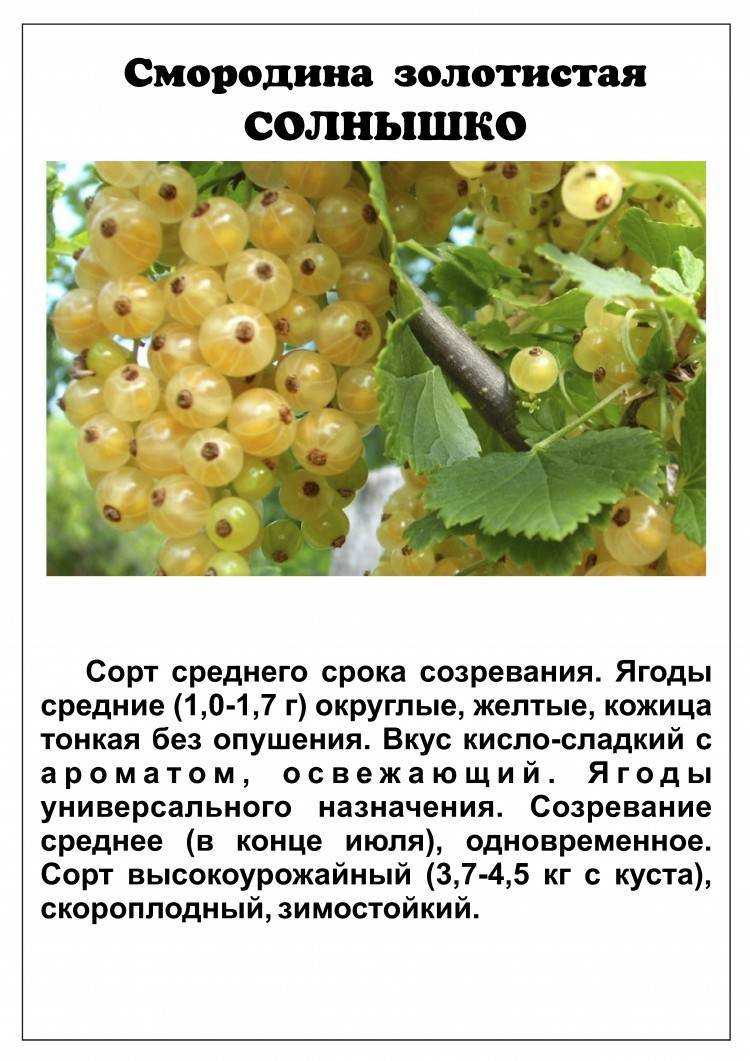 Смородина золотистая: 10 сортов - ляйсан, солнышко, дружина, осенняя красавица, левушка - какой вкус, отзывы садоводов