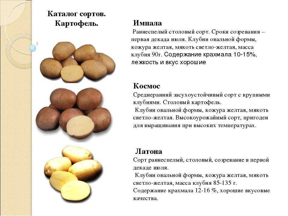 Перспективная новинка немецкой селекции — картофель бельмондо: описание сорта и отзывы