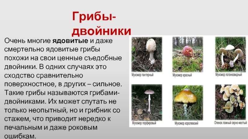 Какие съедобные грибы растут на деревьях и их описание (+34 фото)?