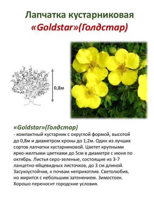 Лапчатка кустарниковая – уход и выращивание, сорта с фото