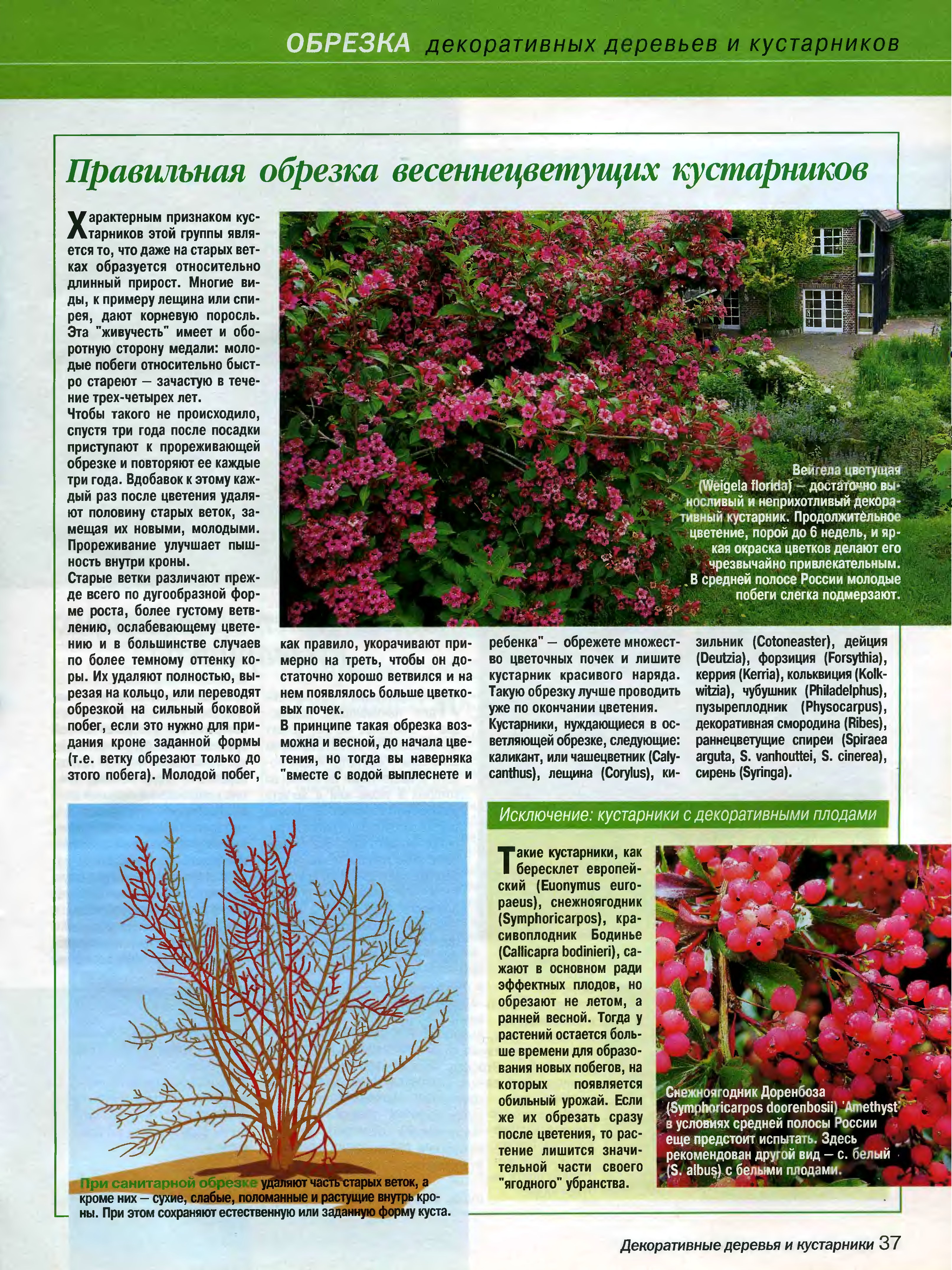 Кустарник вейгела: описание. посадка и уход в открытом грунте