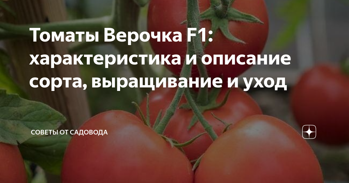 Томат Верочка: описание сорта, основные характеристики Выращивание из семян, сроки посева и алгоритм посадки Высадка в грунт, отзывы овощеводов