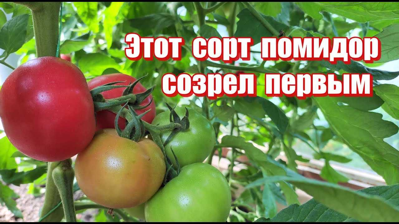 Томат виагра: характеристика и описание индетерминантного сорта с фото