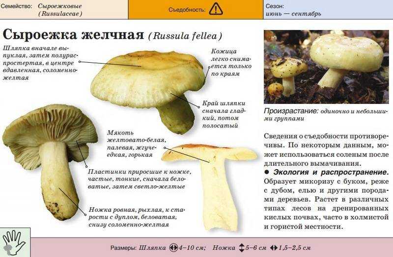 Сыроежка жгучеедкая или рвотная (russula emetica) фото, описание гриба и как отличить от обычной