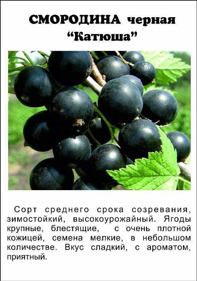 Красная белая и розовая смородина лучшие сорта