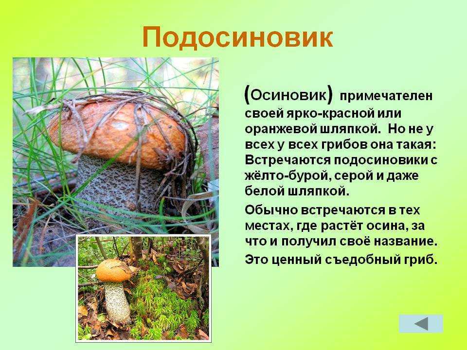 Солёные грибы - универсальный рецепт