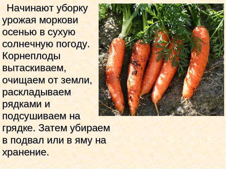 ᐉ морковь тушон: характеристики, посадка, выращивание, уход, фото и отзывы - zookovcheg.ru