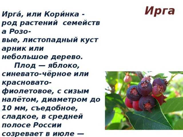 Ирга посадка и уход в открытом грунте, фото сортов, выращивание и размножение, болезни и удобрения