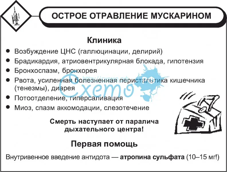 Грибы похожие на опята: описание и фото ложных двойников