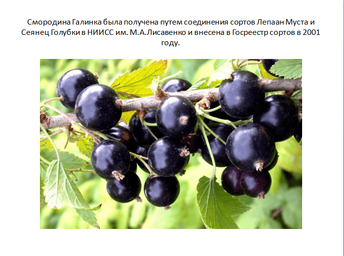 Описание и характеристики смородины сорта голубка, посадка и уход