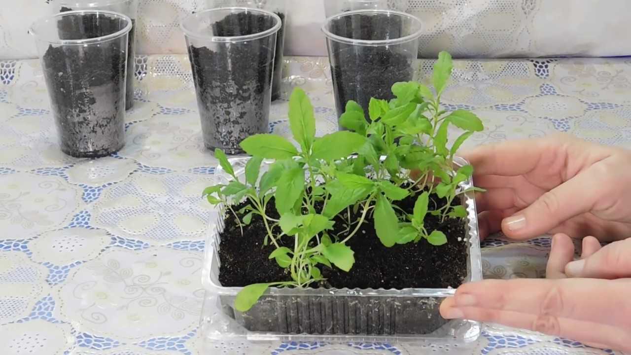 Буддлея давида — декоративные деревья и кустарники для солнечных мест