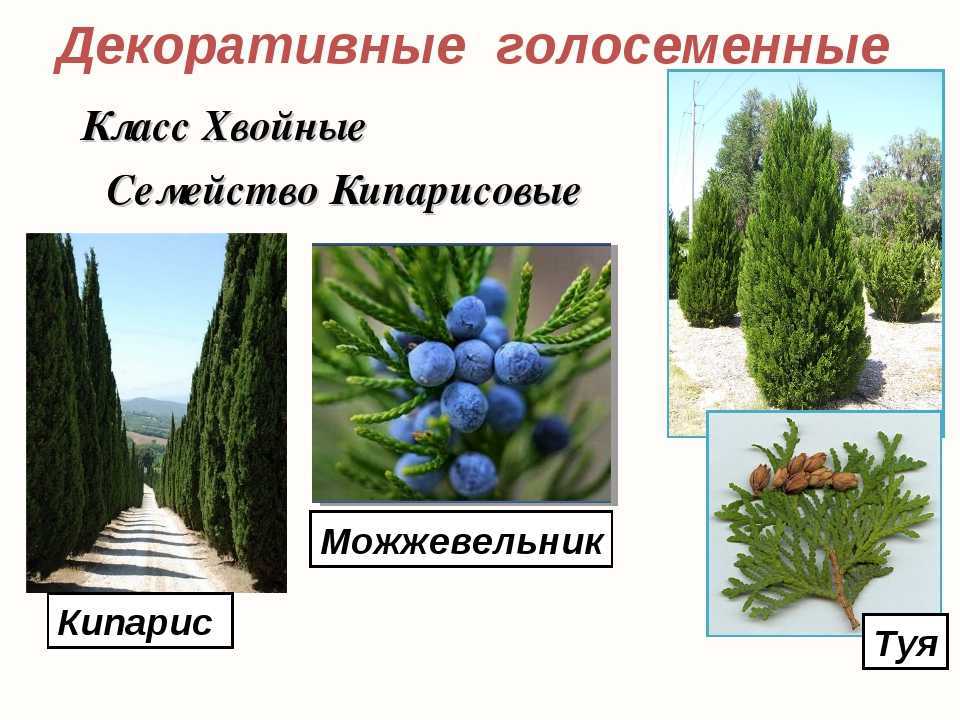 Хвойный отдел. Голосеменные растения можжевельник. Семейство Кипарисовые (Cupressaceae). Кипарис голосеменное растение. Можжевельник семейства кипарисовых.