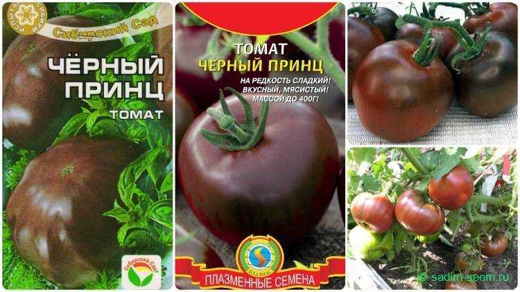 Томат бизон черный: отзывы, фото, описание и характеристика сорта, урожайность