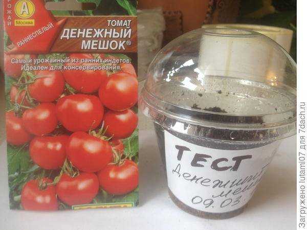 Томат денежный мешок: характеристика и описание сорта, урожайность, отзывы