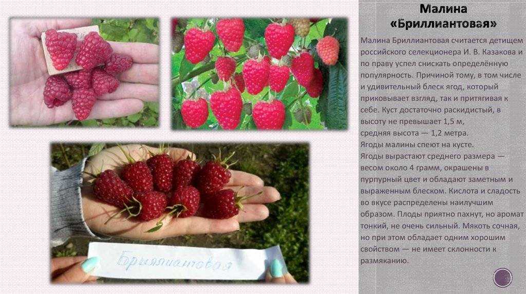 Ежевика бесшипная