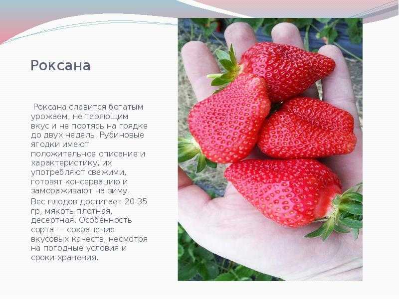Клубника роксана: описание ремонтантного итальянского сорта с фотографиями и видео, а также отзывы бывалых садоводов