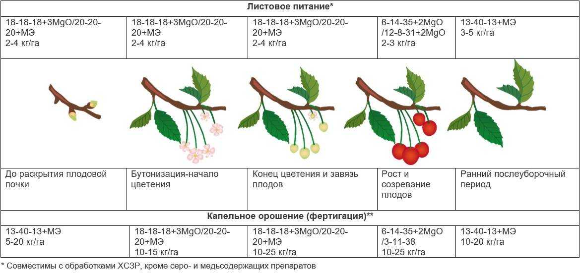 Алыча темная сорт. алыча, фото и описание сортов