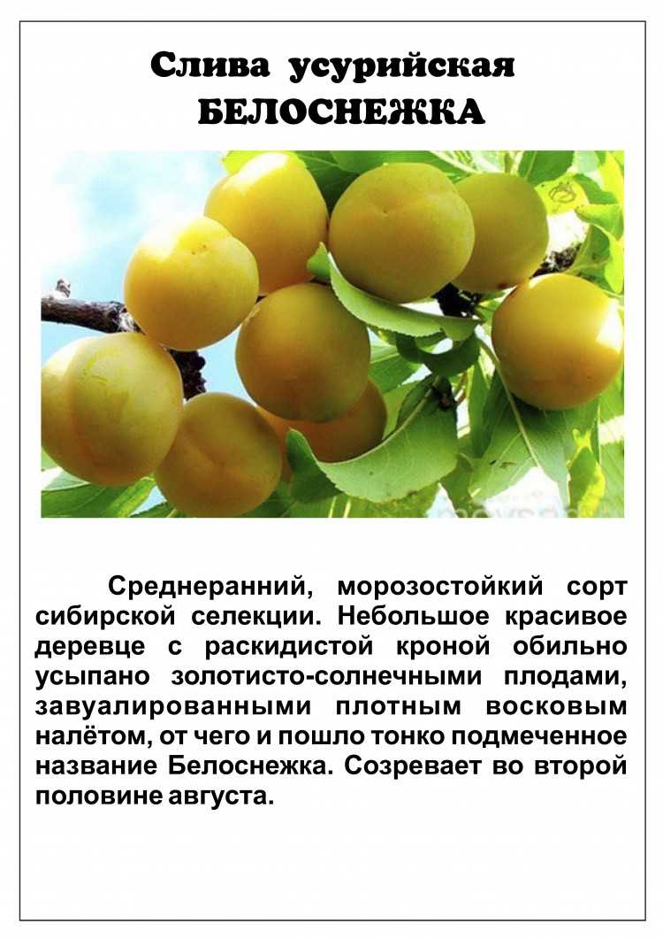 Особенности выращивания абрикосовой сливы