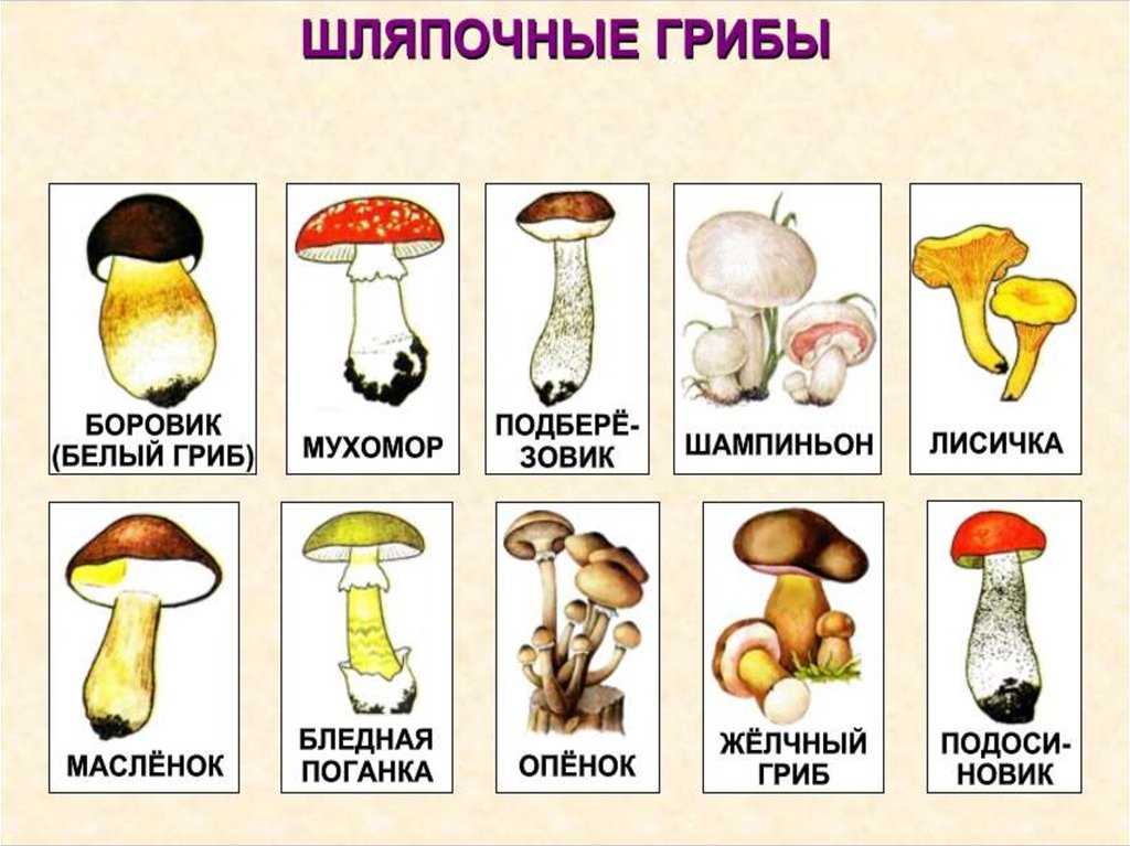 Лисички: где растут и когда собирать? фото и описание.