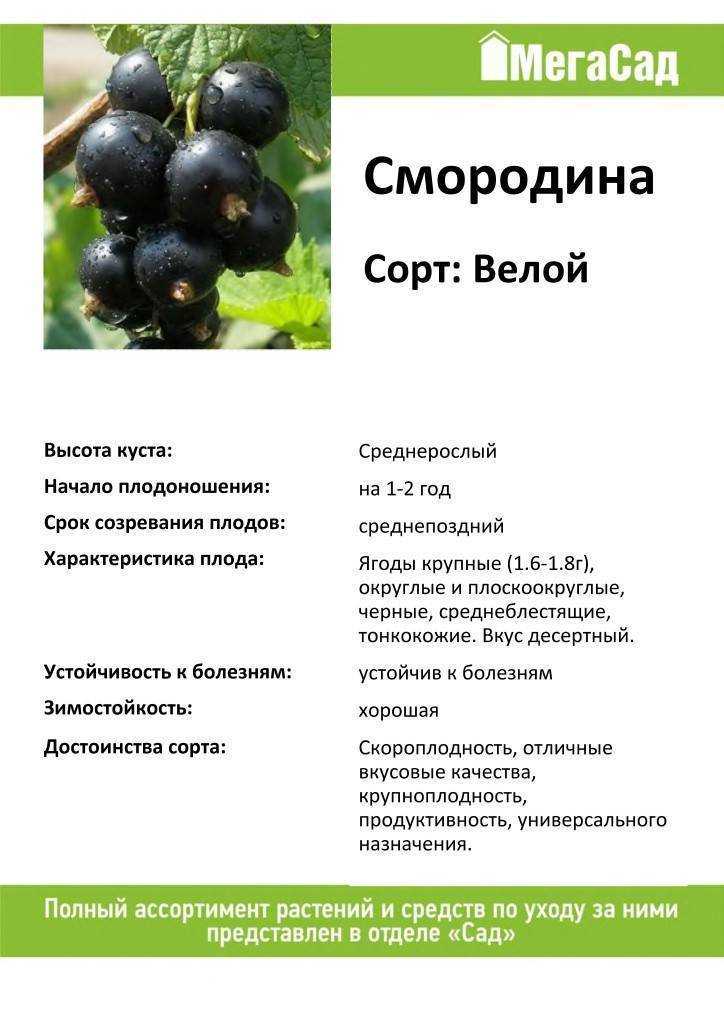 Красная смородина: лучшие сорта с описанием, как выглядят самые сладкие и крупные ягоды, какие подходят для выращивания в подмосковье и других областях