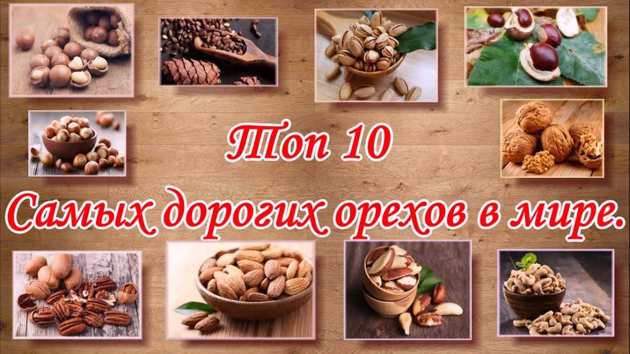 Все виды и названия орехов, которые растут на земле: список, какие бывают — самый вкусный в мире, маленький, крупный, твердый, крепкий, круглый коричневый в скорлупе