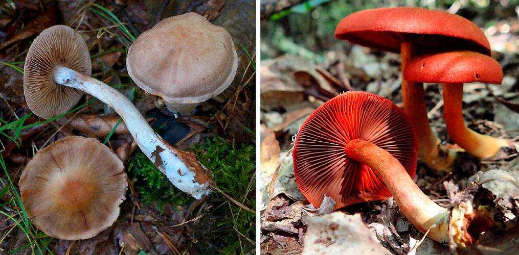 Гриб паутинник (cortinarius): где растет, виды, фото, калорийность