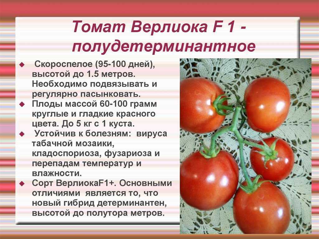 Томат оранжевый слон: отзывы, фото