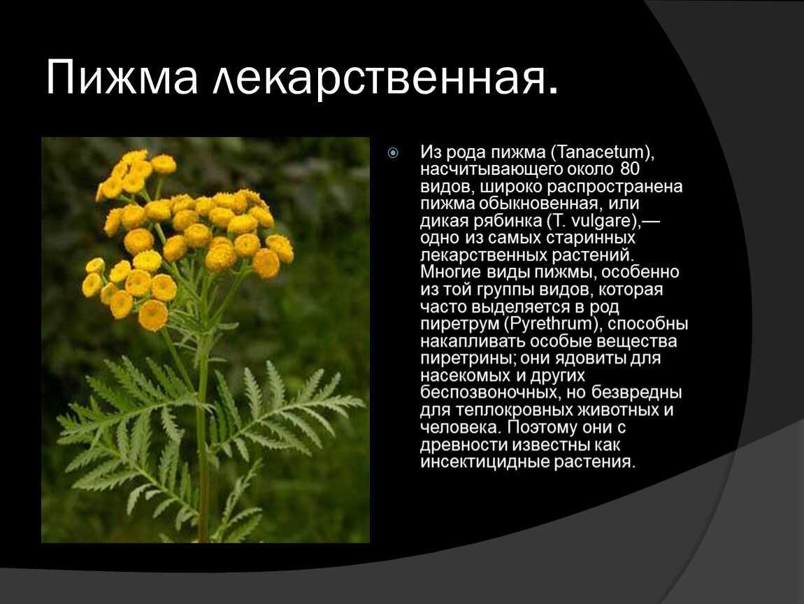 Девясил как лекарственное и декоративное многолетнее растение