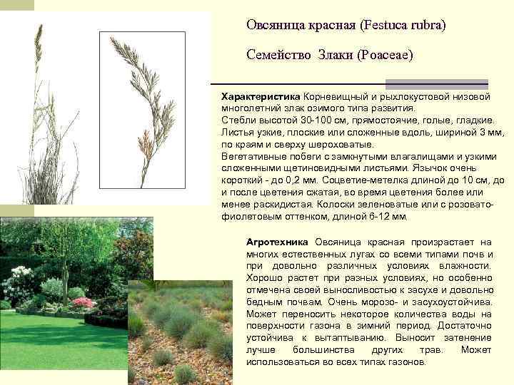 Овсяница красная: описание, характеристики и сфера применения