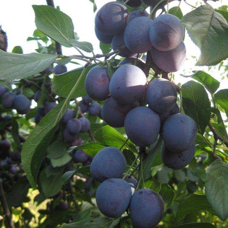 Слива "волжская красавица": описание сорта, характеристики и фото selo.guru — интернет портал о сельском хозяйстве
