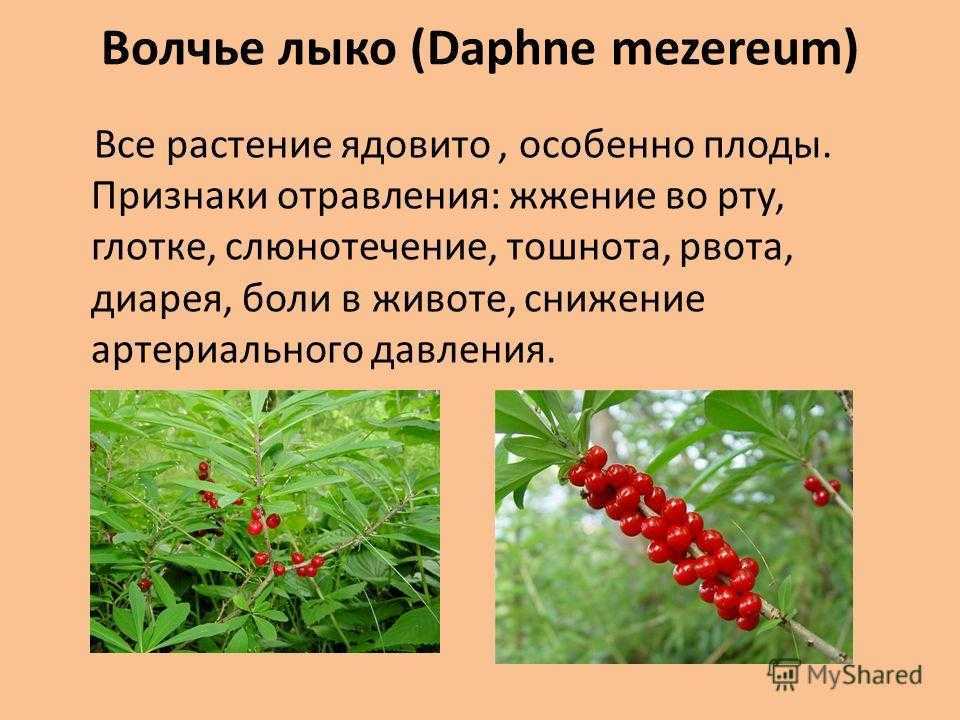 Ликогала древесинная (lycogala epidendrum) или гриб волчье молоко: фото, описание, размножение и роль гриба в лечении человека