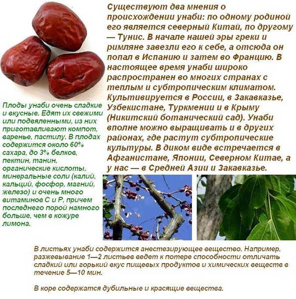 Зизифус, или унаби в саду — уже не экзотика. посадка, уход, размножение, фото — ботаничка