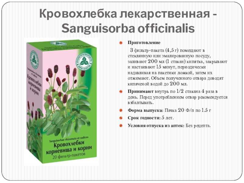 Кровохлебка лекарственная: лечебные свойства и противопоказания, описание аптечных препаратов, народные рецепты