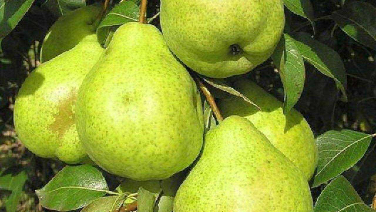 Груша Июньская Фото