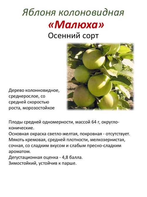 Яблоня "медок": описание сорта, фото, отзывы