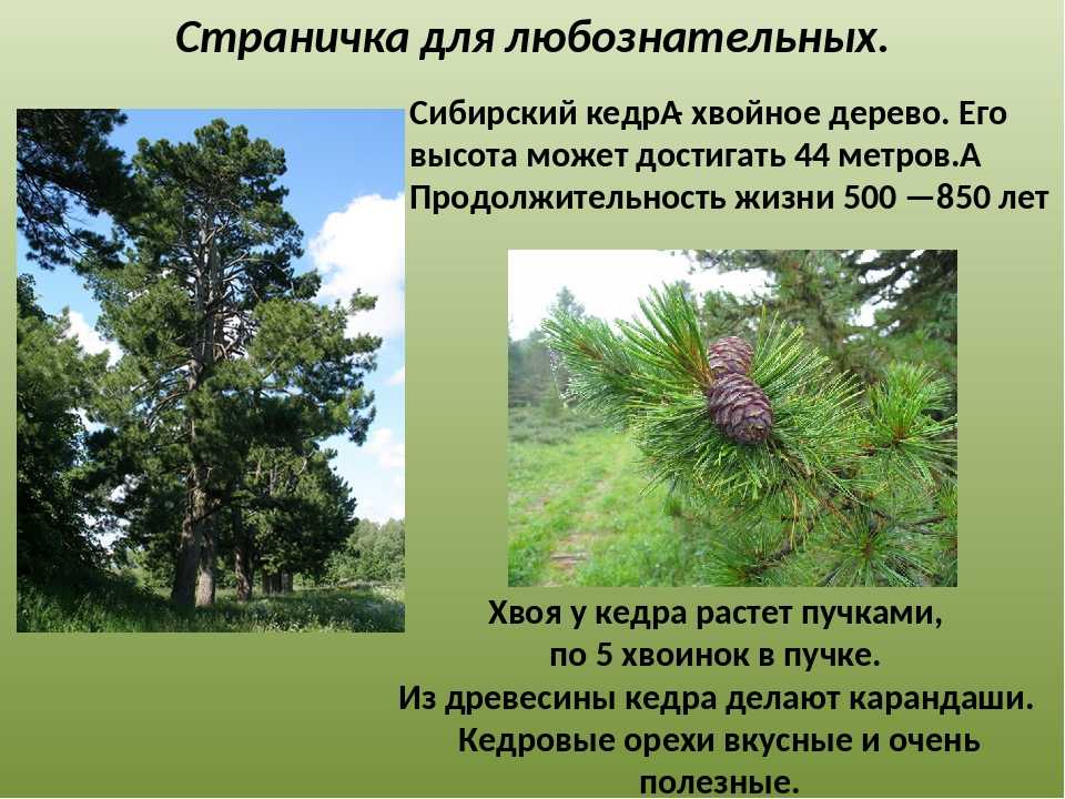Кедр обыкновенный: описание дерева и ареал обитания в мире
