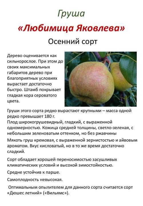 Зимостойкие сорта груш, подходящие для выращивания в сибири, подмосковье, на урале, самые вкусные и урожайные, морозоустойчивые