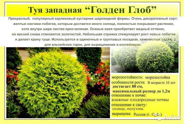 Туя западная: лучшие сорта, фотокаталог с описанием