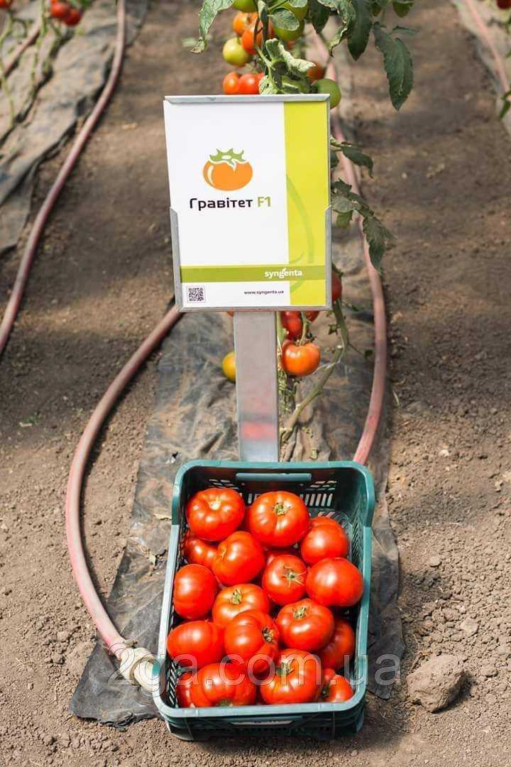 Tomato gravitate f1: характеристика и описание гибридного сорта с фото