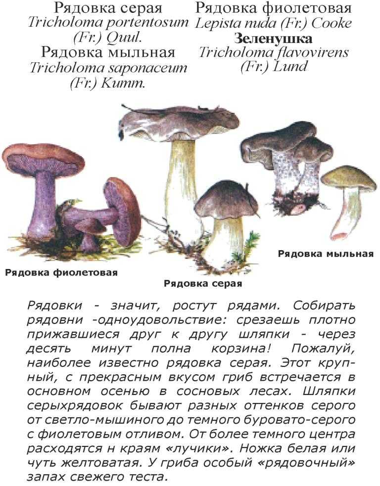 Грибы рядовки – описание с фото, как отличить съедобные и несъедобные виды