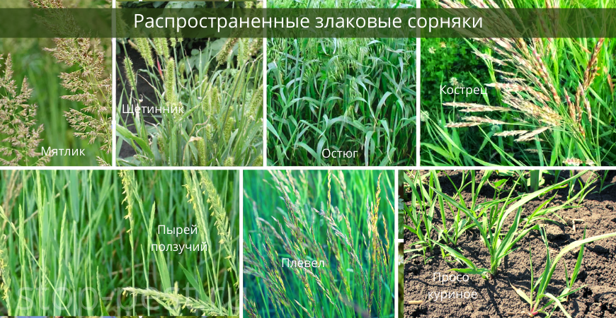 5 злостных сорняков, которые вы не сможете победить за один сезон. названия, описания, методы борьбы. фото — ботаничка