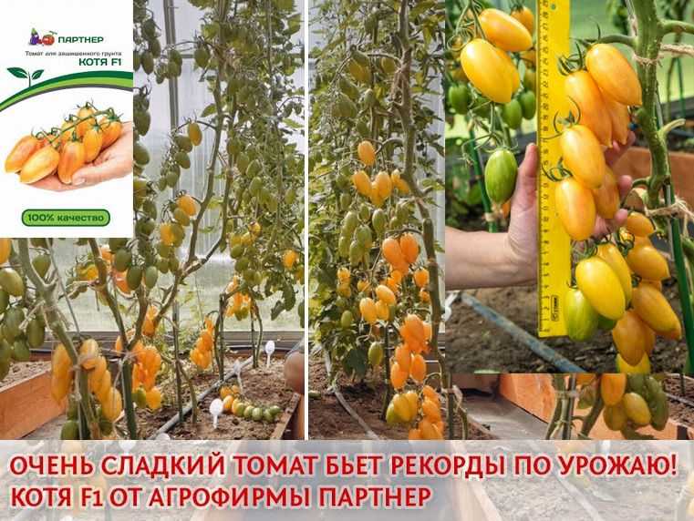 Томат герцогиня вкуса описание сорта фото отзывы