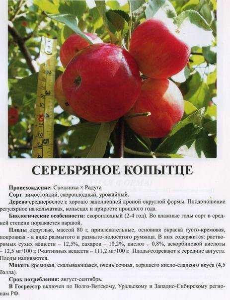 Яблоня серебряное копытце: описание и характеристики сорта, посадка и уход, отзывы