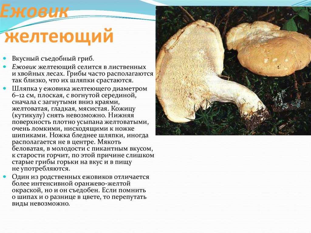 Как приготовить ежовик пестрый