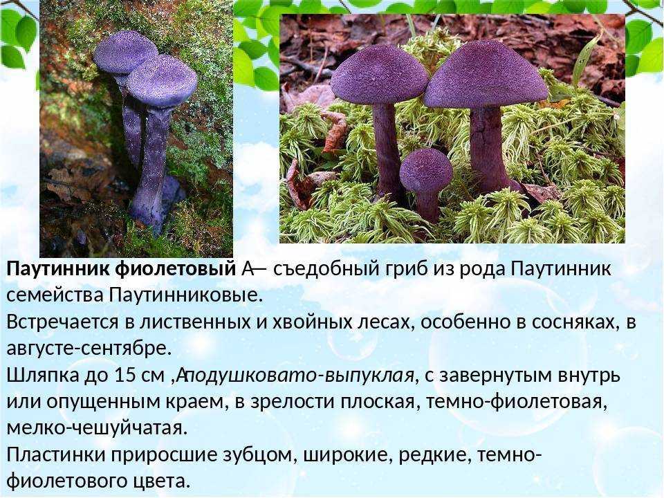 Химический гриба состав паутинник триумфальный. паутинник жёлтый (cortinarius triumphans). как выглядит и где растет гриб паутинник
