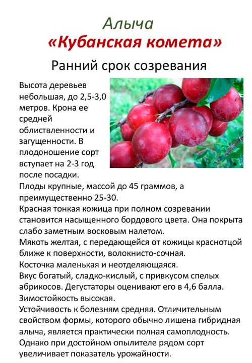 Сорта алычи: крупноплодные, самоплодные и морозостойкие